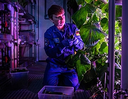 Josefine Stakemann, Überwinterin und Geophysikerin vom Alfred-Wegener-Institut erntet Gurken im EDEN ISS Gewächshaus an der Neumayer-Station. (Foto: Alfred-Wegener-Institut / Esther Horvath)