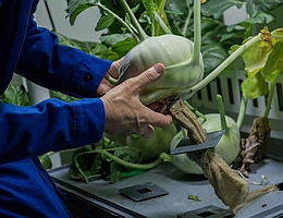 Dr. Anna-Lisa Paul, Forschungsprofessorin an der Universität von Florida, erntet Kohlrabi im Gewächshaus von EDEN ISS. Bei der Ernte werden die aeroponischen Wurzeln aus der Schale gezogen. (Foto: Alfred-Wegener-Institut / Esther Horvath)