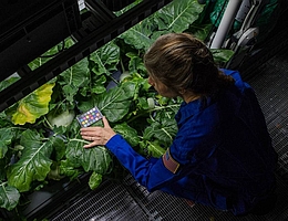 Dr. Anna-Lisa Paul, Forschungsprofessorin an der Universität von Florida, testet im Gewächshaus EDEN ISS Spezialkameras an einem Kohlrabi. Die Kameras können Verzerrungen und Spannungen erkennen, bevor sie für das Auge sichtbar werden. Für die Kalibrierung der Kameras wird eine Farbplatte verwendet. (Foto: Alfred-Wegener-Institut / Esther Horvath)