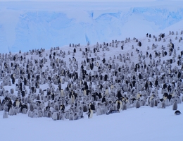 Ganz schön schwer zu zählen: Kaiserpinguine aus der antarktischen Atka-Bucht nahe der deutschen Neumayer-Station. (Bild: Céline Le Bohec)