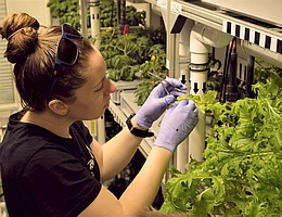 Jess Bunchek bei der Salat-Ernte. (Bild: AWI/Baden)