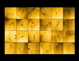 Aufnahmen verschiedener Piko-Flare-Ströme, die dem Solar Orbiter-Instrument EUI am 30. März 2022 gelungen sind. Der Bildausschnitt jedes einzelnen Bildes beträgt 6000 Kilometer x 6000 Kilometer. Damit die Ströme besser sichtbar sind, wurde die Helligkeit dieser Aufnahme invertiert. Sie erscheinen dadurch dunkel. (Bild: ESA/Solar Orbiter/EUI; Science, Chitta et al.)