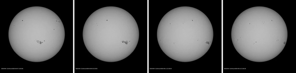 Die Quelle des Sturms: Eine komplexe Gruppe von Sonnenflecken bewegt sich mit der Rotation der Sonne von der erdzugewandten Seite (erstes Bild vom 7. Mai 2024) zur Seite (viertes Bild vom 12. Mai). Die Erde hätte in dieser Region mehr als ein Dutzend Mal Platz. Die dazwischenliegenden Bilder entstanden am 9. Und 11. Mai. Alle Aufnahmen stammen vom weltraumgebundenen Solar Dynamics Observatory (SDO) und zeigen die Sonnenoberfläche im sichtbaren Licht. (Bild: NASA)