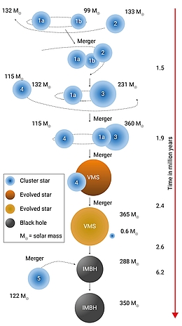 Dieses Diagramm veranschaulicht einen Mechanismus, bei dem massereiche Haufensterne (1-5) innerhalb von etwa 6 Millionen Jahren zu einem mittelschweren schwarzen Loch (engl.: intermediate-mass black hole, IMBH) werden. Die Sequenz beginnt mit drei normalen Sternen, von denen zwei einen Doppelstern bilden, die sich gegenseitig umkreisen (1a, 1b, 2). Nach einiger Zeit kommt es zu einer Verschmelzung dieses Dreifachsterns, so dass nur noch zwei Sterne übrigbleiben (1a, 3), die wiederum einen massereichen Haufenstern (4) einfangen. Schließlich verschmelzen zwei Sterne (1a, 3) zu einem so genannten sehr massereichen Stern (engl.: very massive star, VMS), der mehr als 300 Sonnenmassen aufweist. In diesem Stadium kann der VMS weiter wachsen, indem er Material von seinem Begleiter abzieht (4). Der VMS ist nun massereich genug, um sich zu einem schwarzen Loch (IMBH) zu entwickeln. Er wächst weiter, indem er weitere Sterne einfängt (5), was schließlich zu einem schwarzen Loch von 350 Sonnenmassen führt. (Grafik: M. Arca Sedda et al. / MPIA)